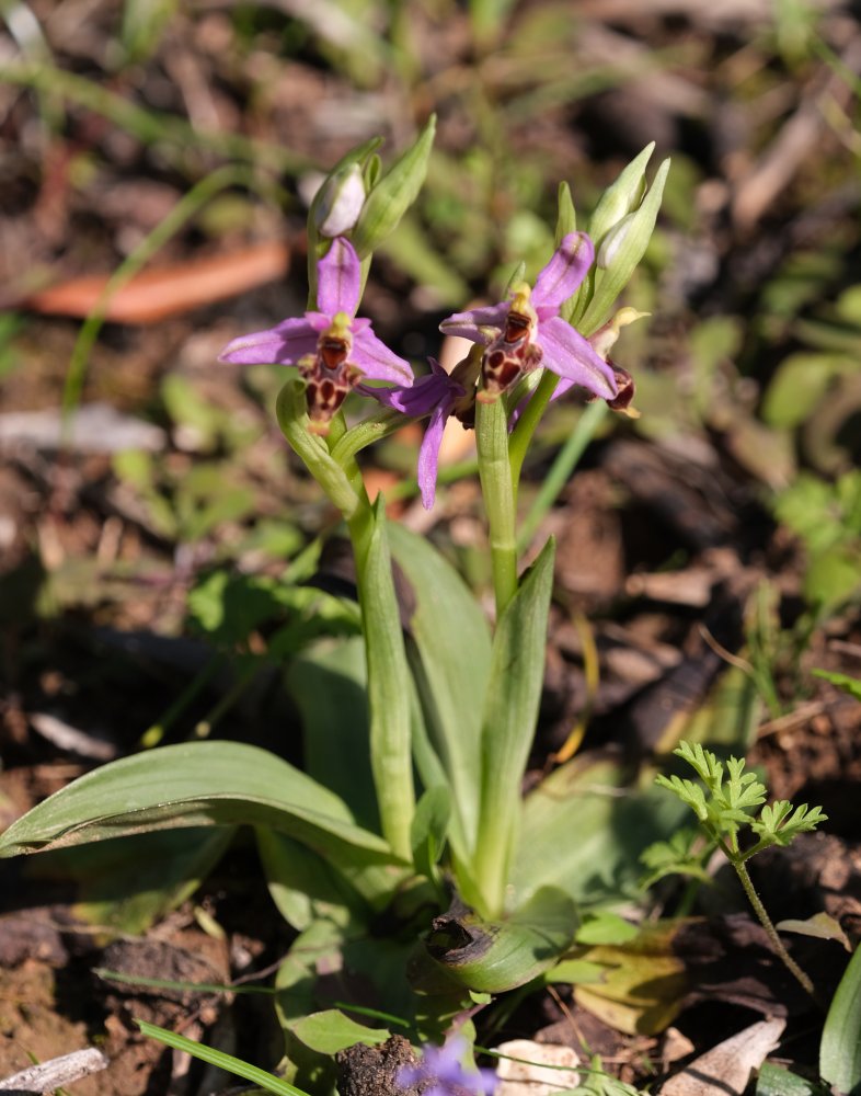 Orchidee di Marzo - Dalla Grecia con passione